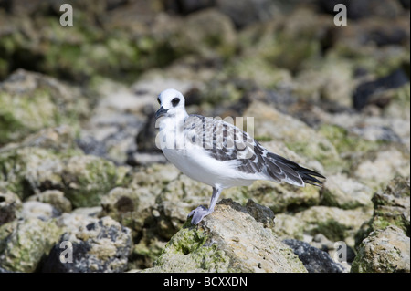 Zinnenkranz Gull (Larus Furcatus) unreif auf Küstenfelsen Darwin Bay Genovesa Galapagos Ecuador Pazifischen Ozean thront Stockfoto