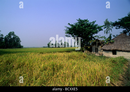 Indien, Westbengalen, Sunderbans, Ganges Delta, Reisfelder Stockfoto