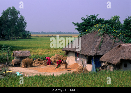 Indien, Westbengalen, Sunderbans, Ganges Delta, Reisernte, Landhütte und Bauern Stockfoto