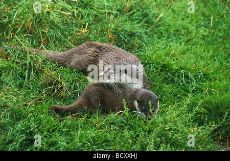 Lutra Lutra / Europäische Fischotter - mit jungen auf einer Wiese - Stockfoto