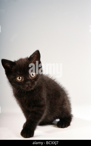 Britisch Kurzhaar. Schwarze Katze sitzend, studio Bild auf weißem Hintergrund Stockfoto