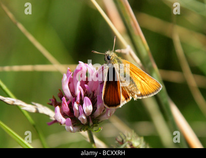 Kleine Skipper Butterfly, Thymelicus Sylvestris, Hesperiidae, Lepidoptera. Weiblich Stockfoto