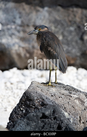 Gekerbten Heron (Butorides Striatus) thront auf Lava rock Darwin Bay Genovesa Galapagos Ecuador Pazifik Südamerika Mai Stockfoto