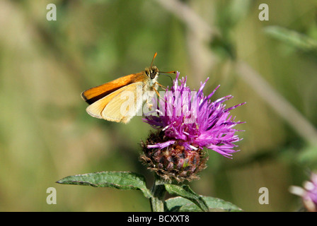 Kleine Skipper Butterfly, Thymelicus Sylvestris, Hesperiidae, Lepidoptera. Männlich Stockfoto