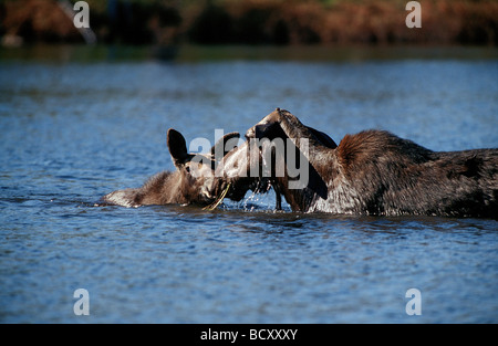 ALCES Alces / Elk - mit jungen im Wasser - Stockfoto