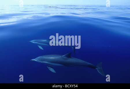 Gemeiner Delfin (Delphinus Delphis). Weibchen mit jungen dicht an der Oberfläche schwimmen Stockfoto