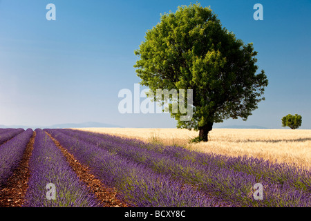 Lavendel-Feld in der Nähe von Valensole Frankreich Stockfoto