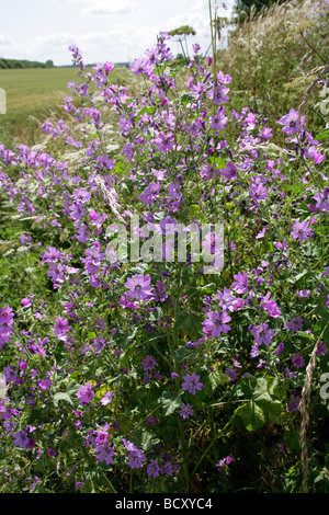 Malve, Malva Sylvestris, Malvaceae Stockfoto