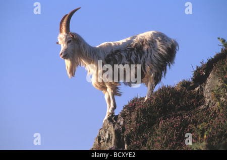 Wilde wilde Ziege Carradale Bay Mull of Kintyre Schottland UK Stockfoto