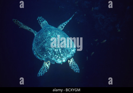 Eretmochelys Imbricata / Hawksbill turtle Stockfoto