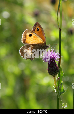 Gatekeeper oder Hecke braun Schmetterling, Pyronia Tithonus, Nymphalidae (Augenfalter). Stockfoto