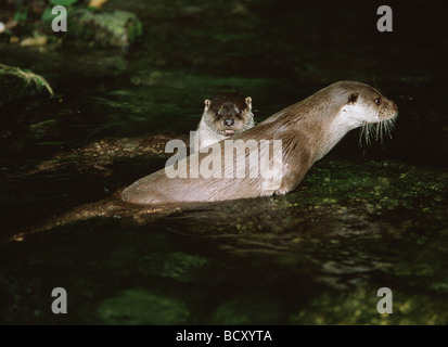 Lutra Lutra / Europäische Fischotter Stockfoto