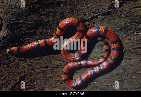 Lampropeltis Triangulum / Honduras Milch Schlange Stockfoto