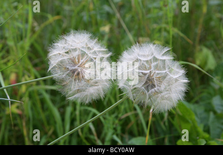 Goatsbeard, Tragopogon Pratensis, Asteraceae (Compositae), auch bekannt mündlich als Jack gehe-zu-Bett-am-Noon. Saatgut-Kopf. Stockfoto