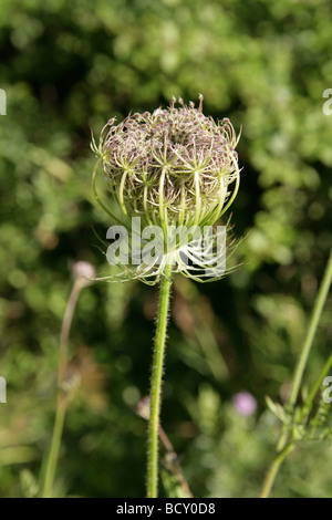 Wilde Möhre aka des Bischofs Spitze oder Queen Anne es Lace, Daucus Carota, Apiaceae Stockfoto