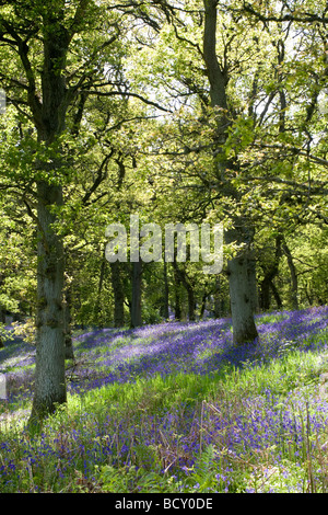 Bluebell Holz in der Nähe von Kinclaven und Murthly in Perthshire. Stockfoto