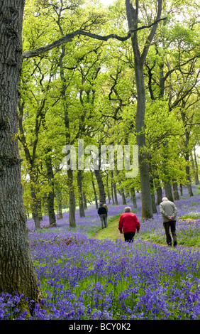 Bluebell Holz in der Nähe von Kinclaven und Murthly in Perthshire. Stockfoto