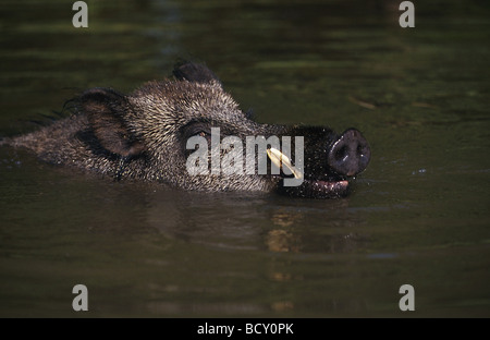 Wildschwein (Sus scrofa), schwimmende Männchen. Stockfoto