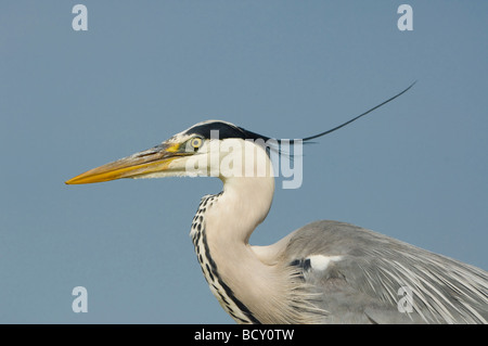 Grey Heron Ardea Cinerea Ungarn Stockfoto