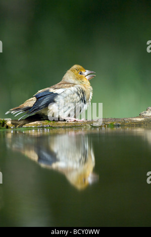 Kernbeißer Coccothraustes Coccothraustes Ungarn Stockfoto