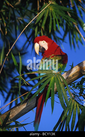 Ara Chloroptera / grün-winged Ara Stockfoto