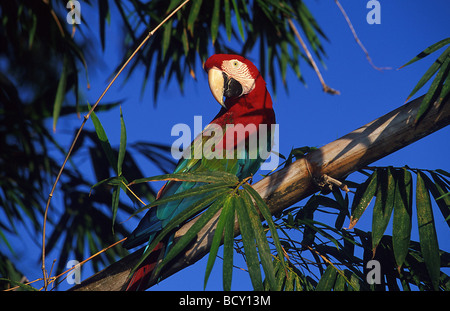 Ara Chloroptera / grün-winged Ara Stockfoto