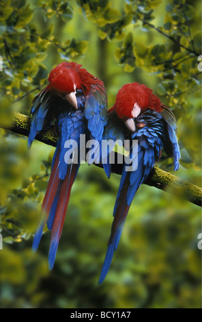 Ara Chloroptera / grün-winged Ara Stockfoto