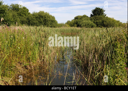 Das RSPB Titchwell Marsh Naturschutzgebiet an der Nordnorfolkküste Großbritanniens Stockfoto