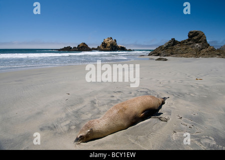 Toten kalifornische Seelöwe angespült am Strand Pfeiffer State Beach Big Sur, Kalifornien Stockfoto