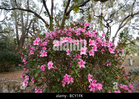 Micanopy historischen Friedhof Micanopy Florida Stockfoto