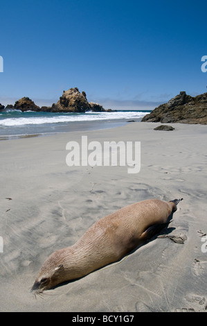 Toten kalifornische Seelöwe angespült am Strand Pfeiffer State Beach Big Sur, Kalifornien Stockfoto