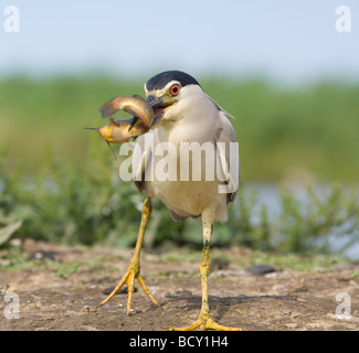 Schwarz gekrönt Nachtreiher mit Fisch-Nycticorax Nycticorax Ungarn Stockfoto