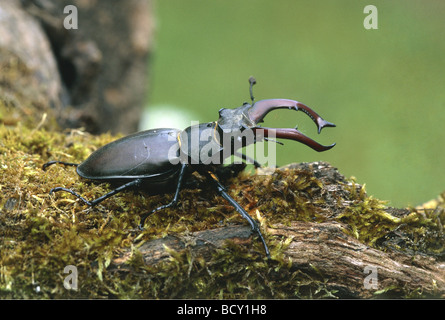 Hirschkäfer (Lucanus cervus), männlich auf Holz Stockfoto