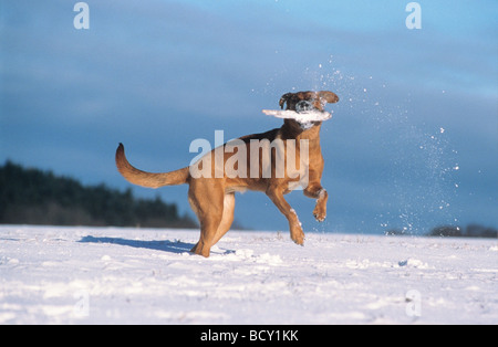 Mischling Rhodesian Ridgeback im Schnee Stockfoto