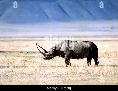 Rhino Stockfoto