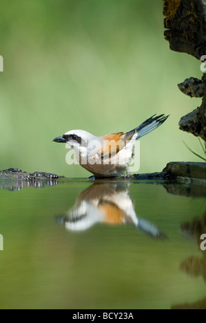 Rot zurück Shrike Lanius Collurio Ungarn Stockfoto