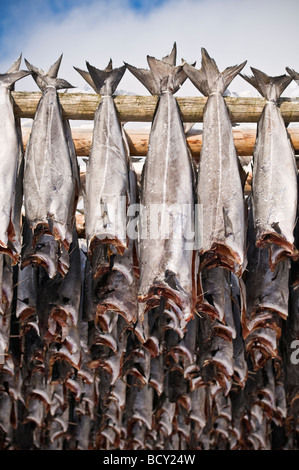 Kabeljau Stockfisch hängen aus Holz Trockengestelle, trockene Winterluft, Lofoten Inseln, Norwegen Stockfoto