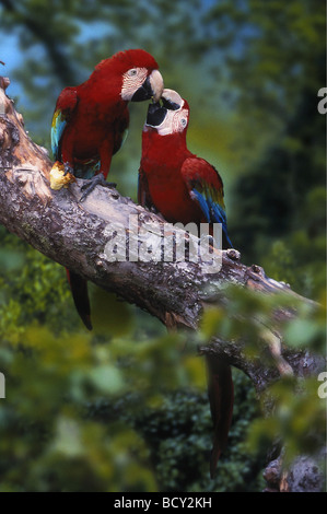 Ara Chloroptera / grün-winged Ara Stockfoto