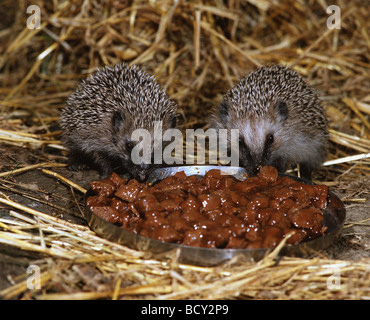 Igel Stockfoto