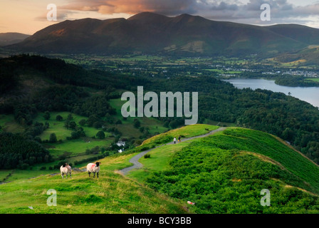 Wanderer und Schafe auf Katze Glocken mit Skiddaw und Derwent Water im Hintergrund, englischen Lake District Stockfoto