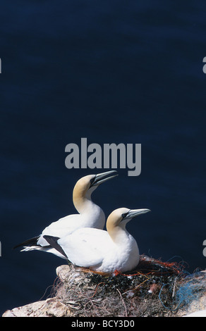 Sula Bassana / Tölpel Stockfoto