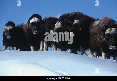 Moschusochsen / Ovibus Moschatus Stockfoto