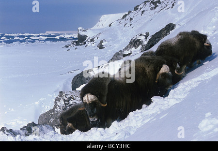 Moschusochsen / Ovibus Moschatus Stockfoto