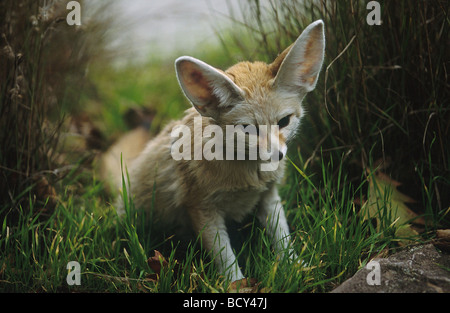 Fennecus Zerda / Fennec fox Stockfoto