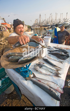 Fischer verkauft frisch gefangenen Meeräsche am Embarcadero, Stein Insel docks Stockfoto