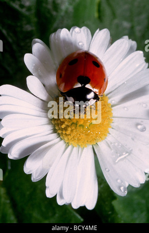 Seevenspot-Marienkäfer, 7-fleckiger Marienkäfer (Coccinella septempunctata) auf Gänseblümchenblümchen Stockfoto