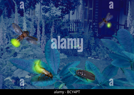 Glühwürmchen Fireflight Glühwürmchen / Lampyridae Stockfoto