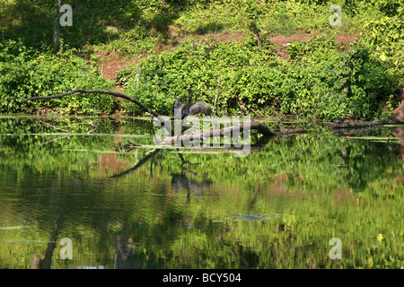 ein Doppel-crested Kormoran Phalacrocorax Auritus Flügel erweiterte sitzen auf einen umgestürzten Baum in einem langsam bewegenden Fluss. Stockfoto