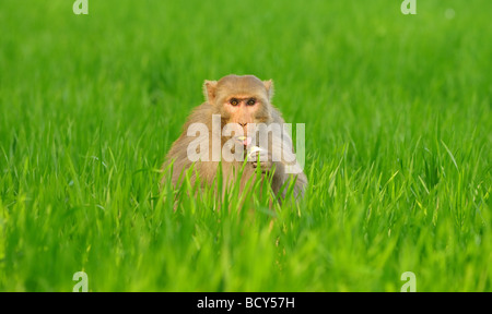 Ein Rhesus-Affen (Macaca Mulatta) genießt eine Banane in der indischen Landschaft. Stockfoto