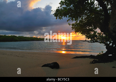 Die Sonne steigt aus dem Pazifik, wirft das erste Licht des morgens auf einen Mangrovenwald in Galapagos-Insel Santa Fe. Stockfoto